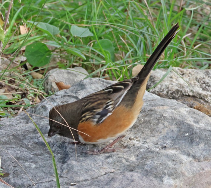 Spotted Towhee - Terry Hibbitts