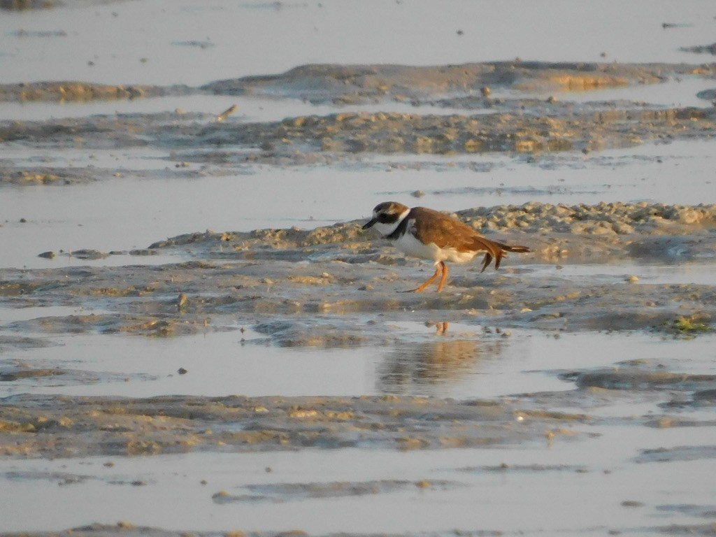 Common Ringed Plover - ML611485481