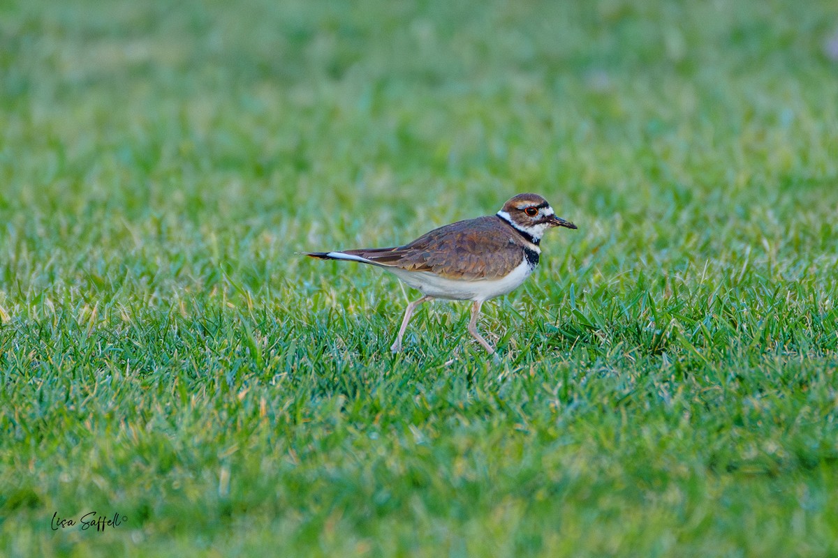 Killdeer - Lisa Saffell