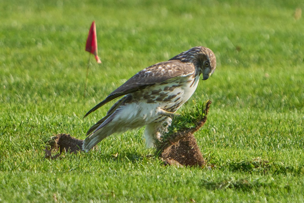 Red-tailed Hawk - ML611485541