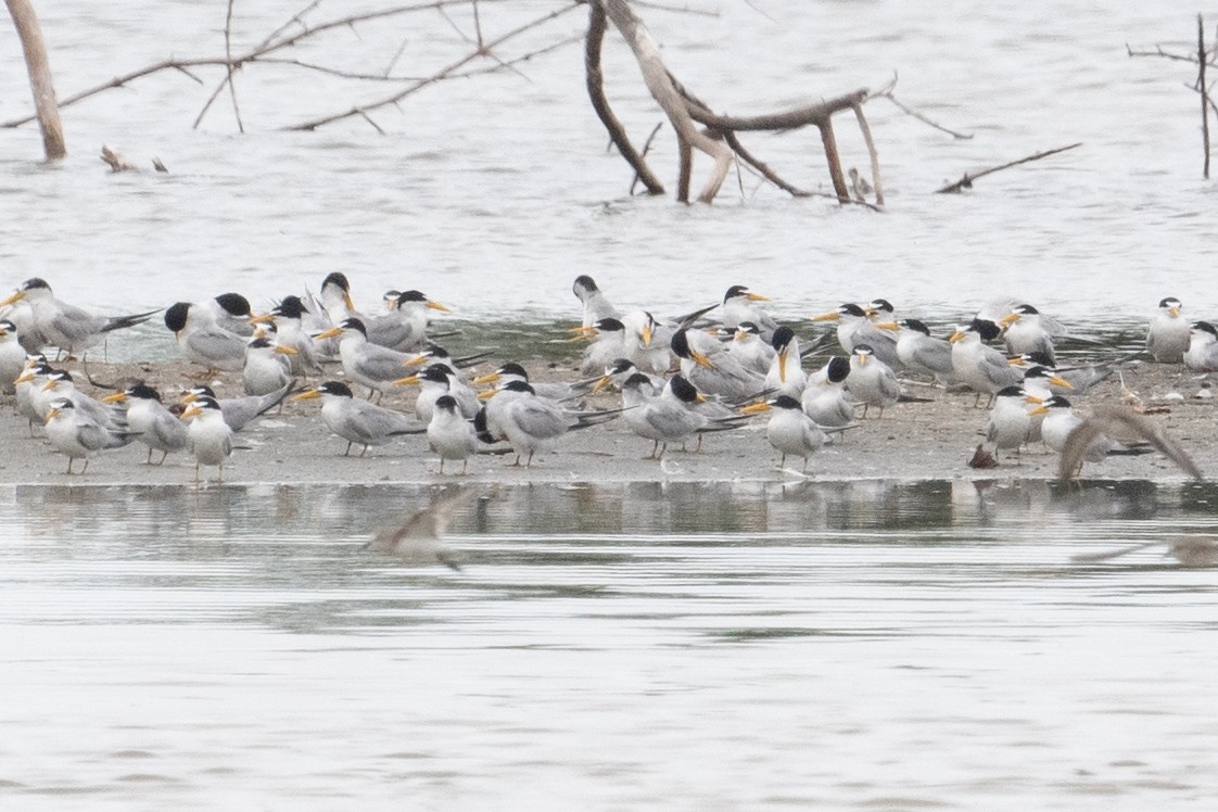 Yellow-billed Tern - ML611485558