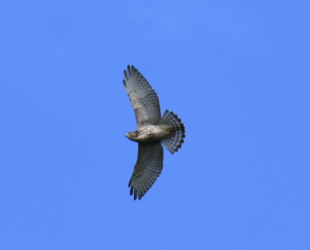 Broad-winged Hawk - ML611485622