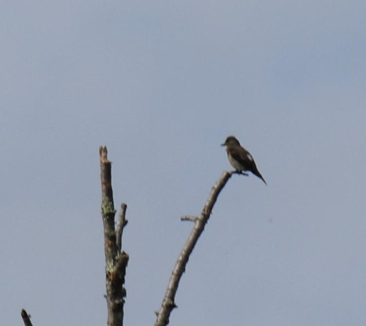 Olive-sided Flycatcher - ML611485631