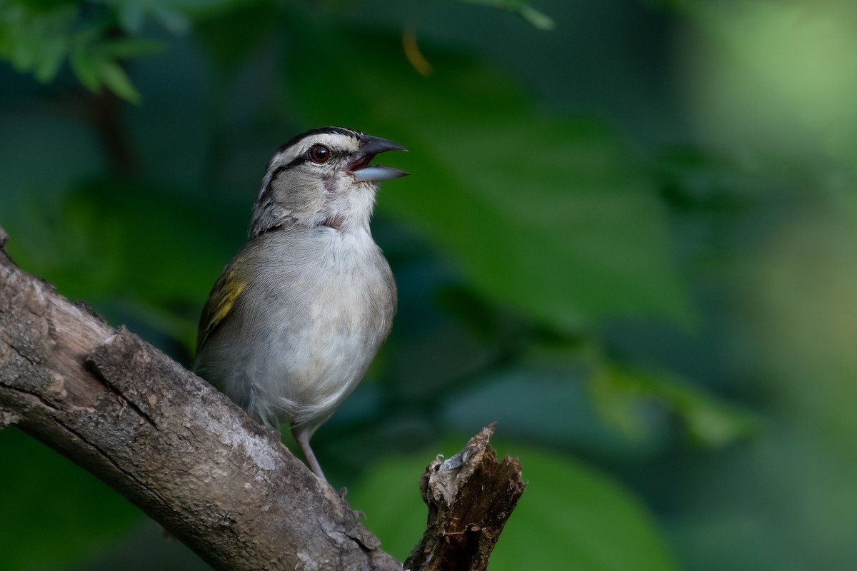 Tocuyo Sparrow - ML611485662