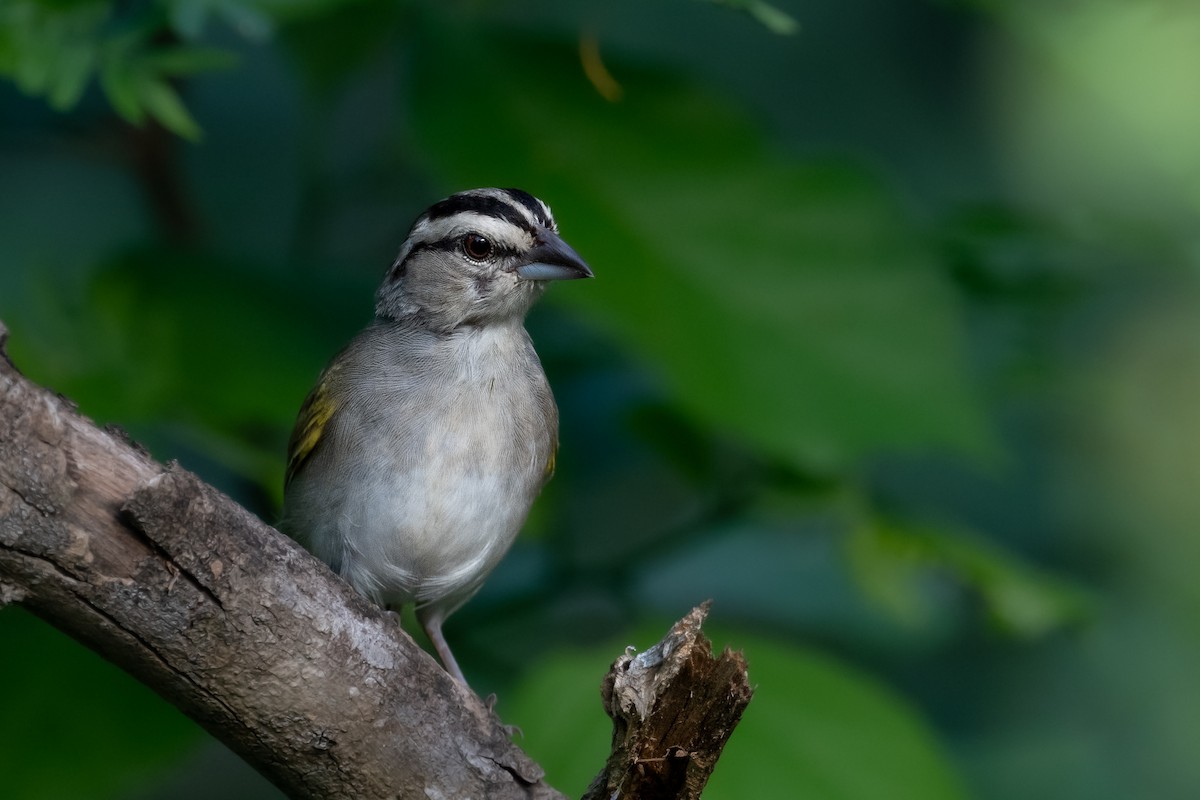 Tocuyo Sparrow - Brandon Nidiffer