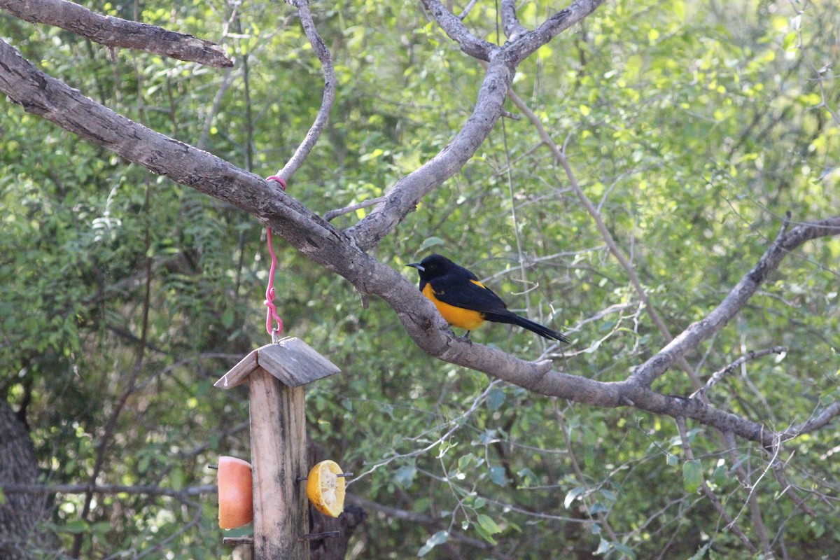 Black-vented Oriole - ML611485880