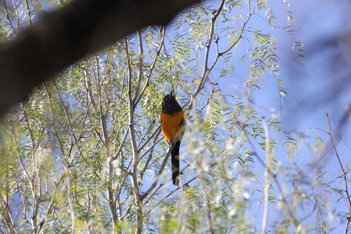 Black-vented Oriole - Matt Fischer