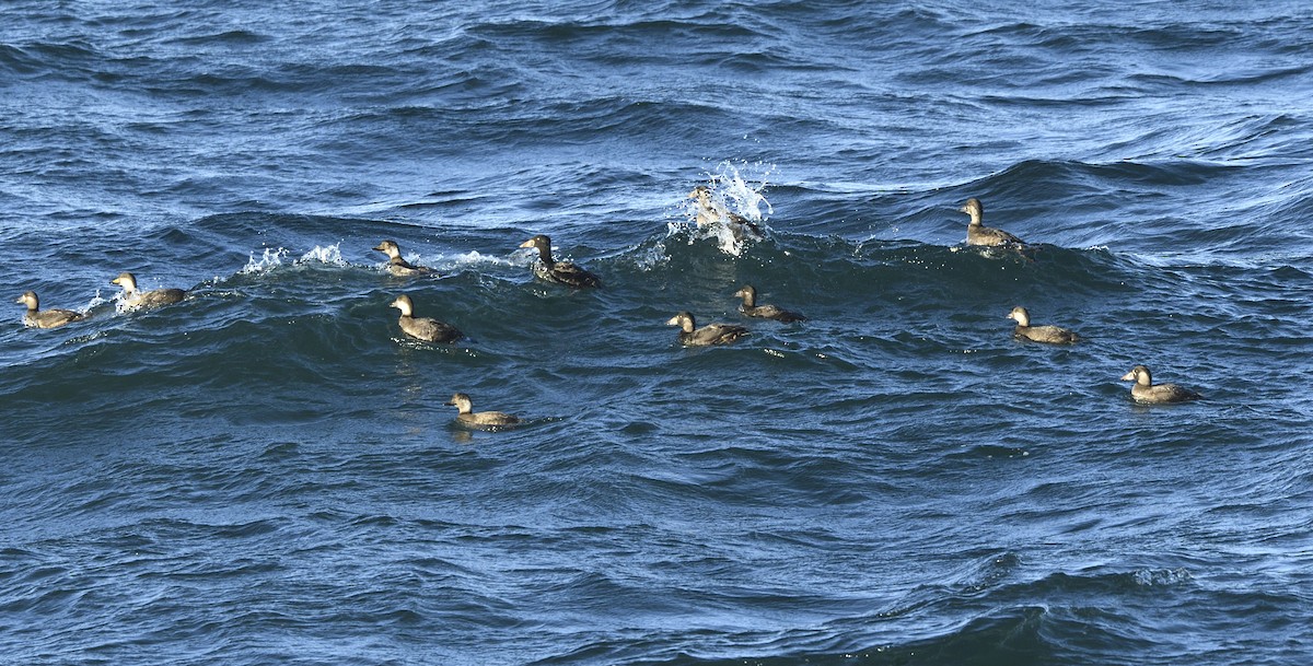 Black Scoter - Jyothish Nelson