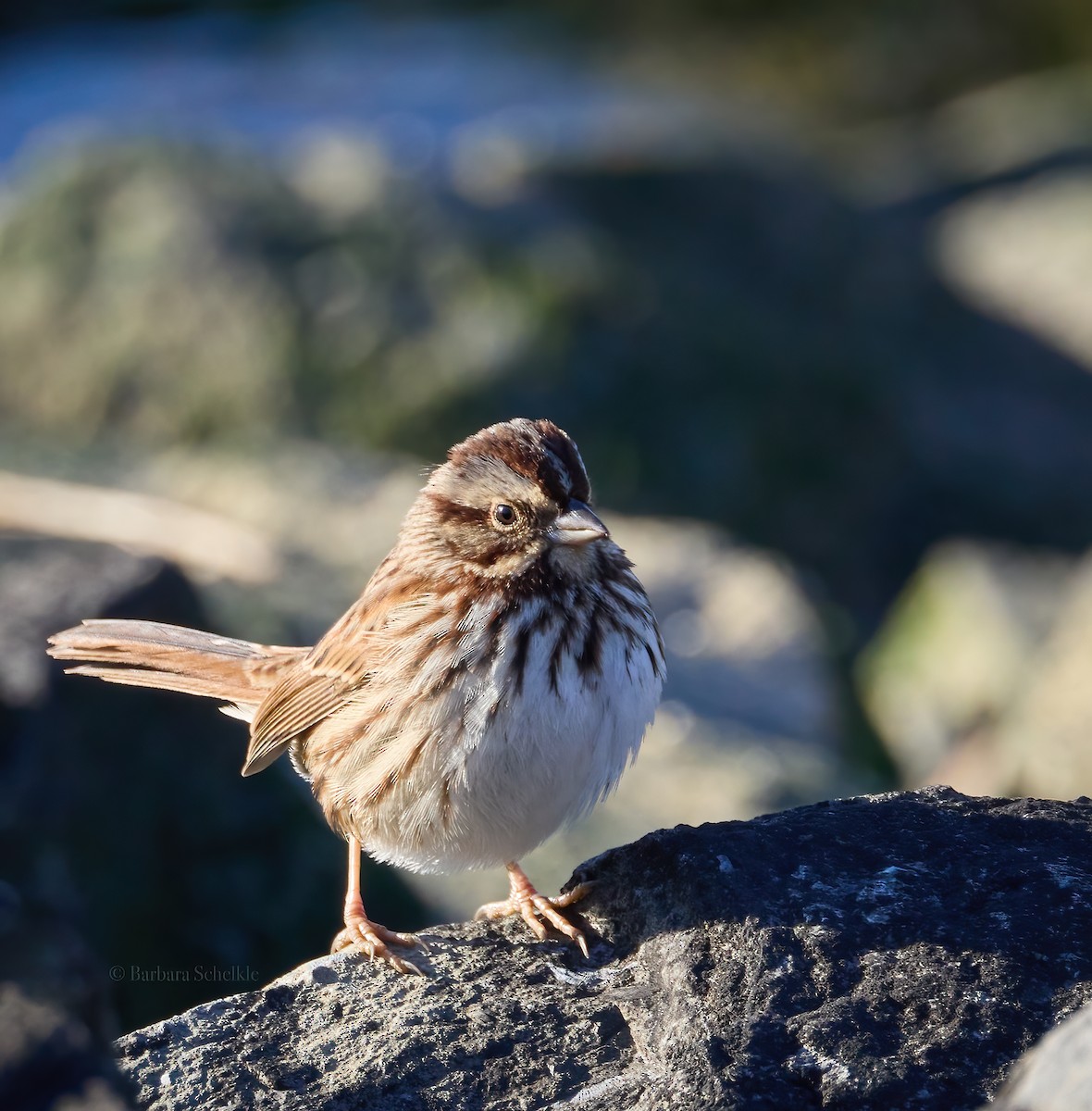 Song Sparrow - ML611486069