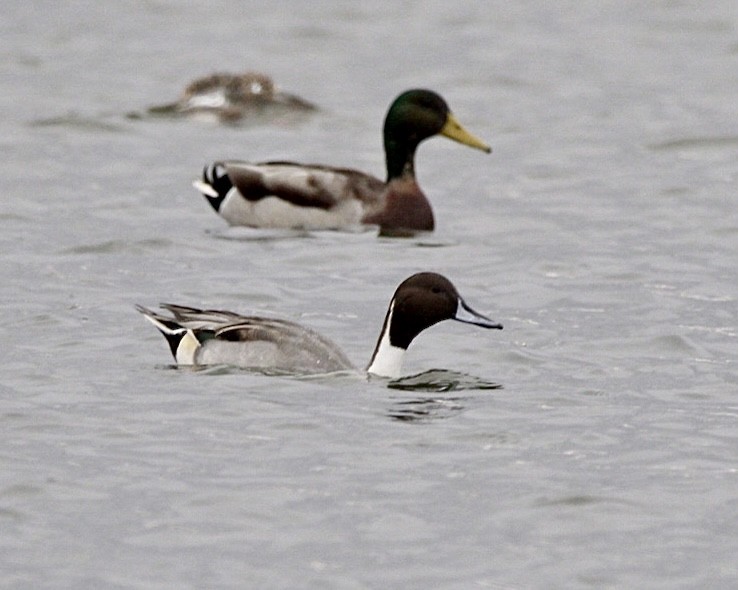 Northern Pintail - holden green