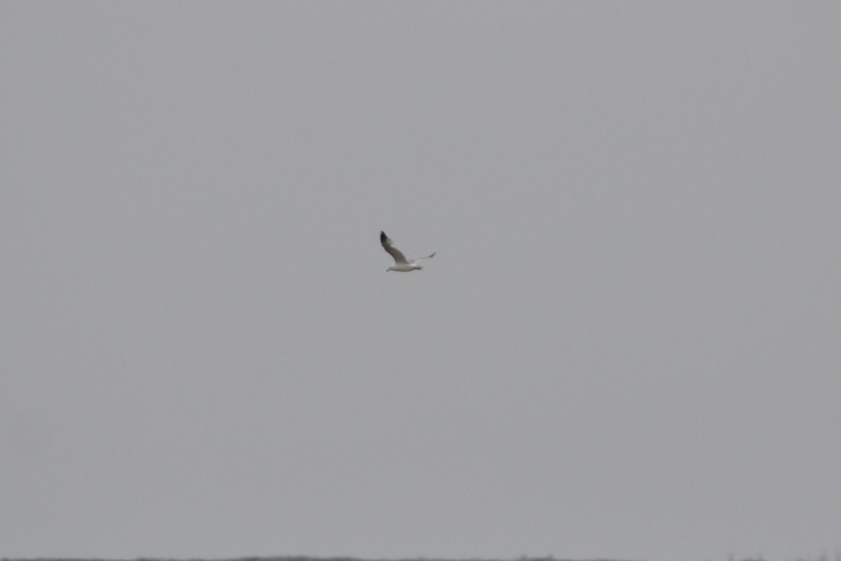 Herring Gull (American) - Sarah Bonnett