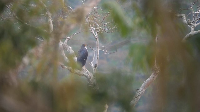 Gray-bellied Hawk - ML611486186