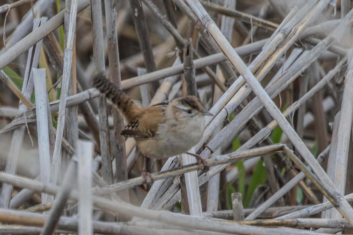 Marsh Wren (plesius Group) - ML611486204