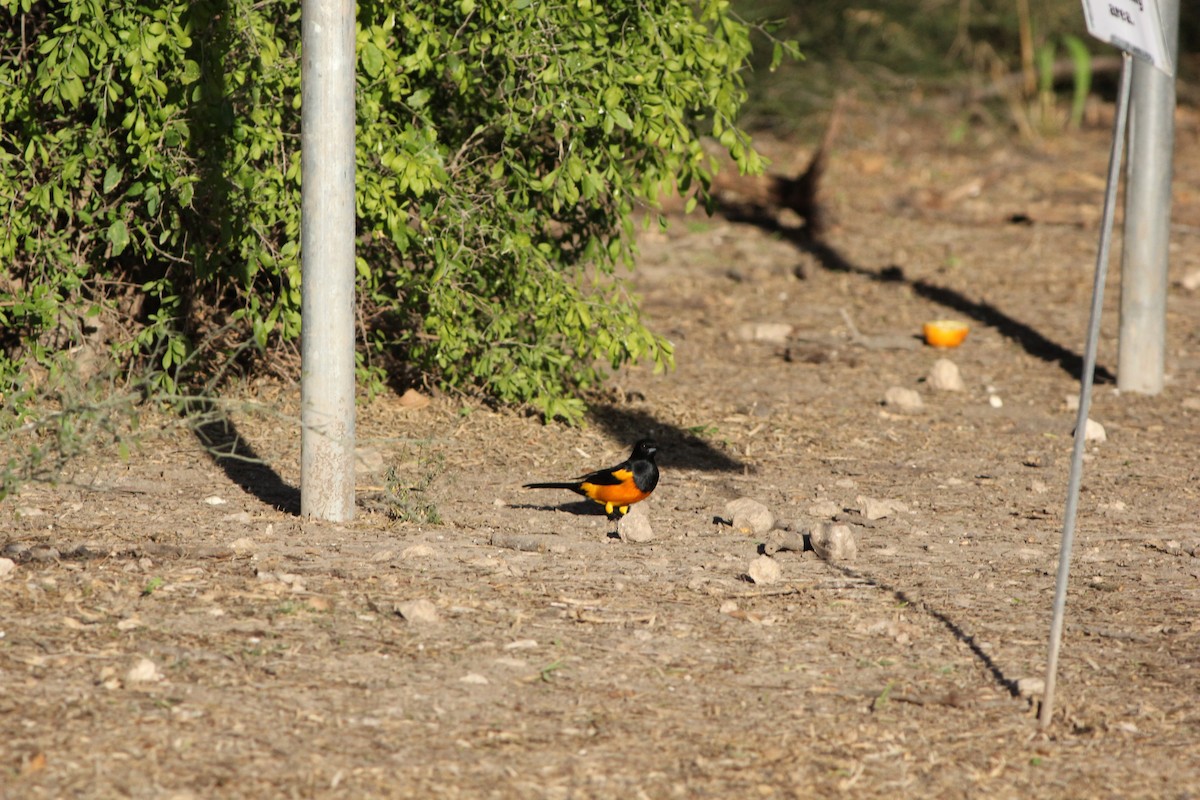 Black-vented Oriole - Matt Fischer