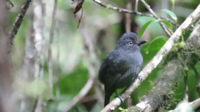 Batará Unicolor - ML611486239