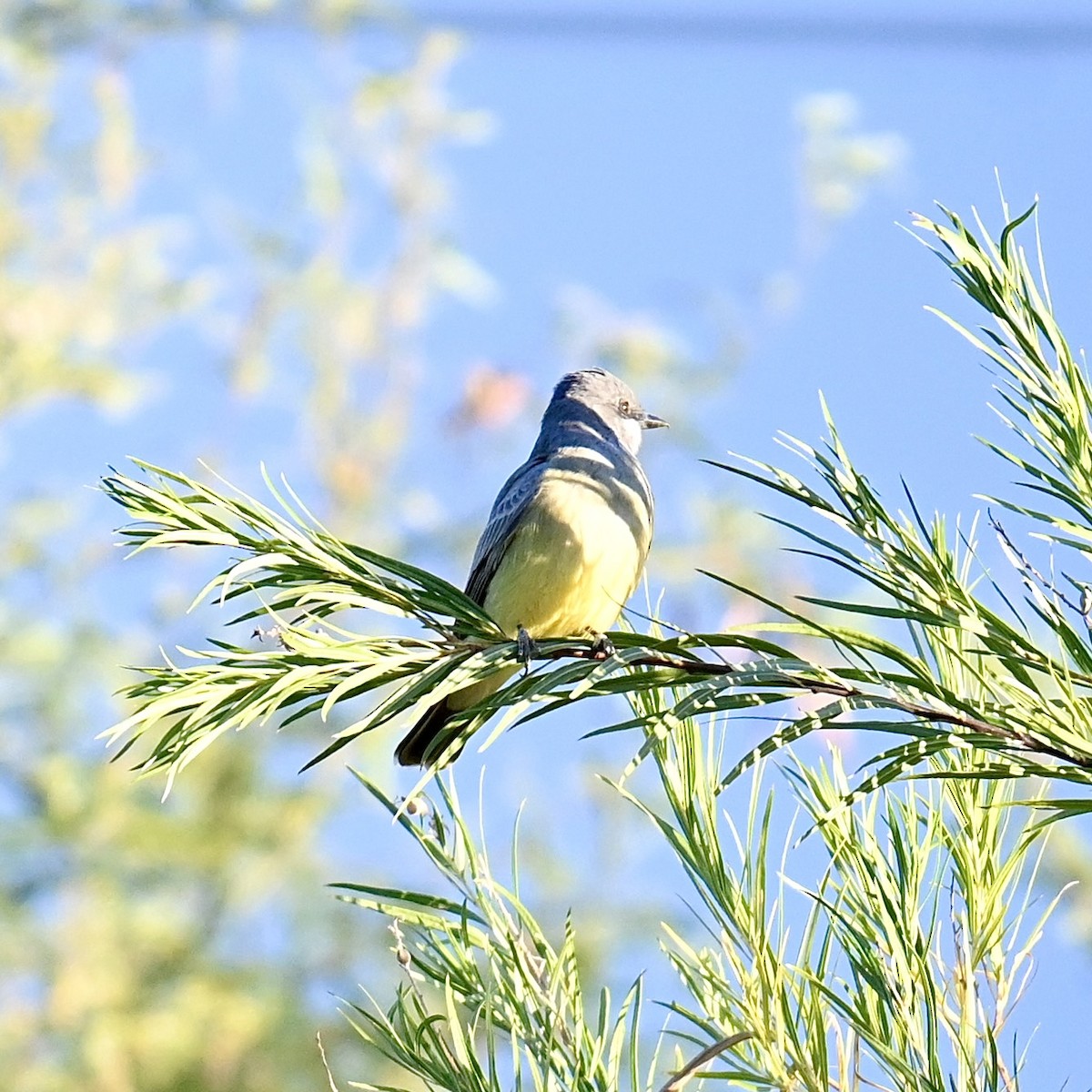 Cassin's Kingbird - ML611486241