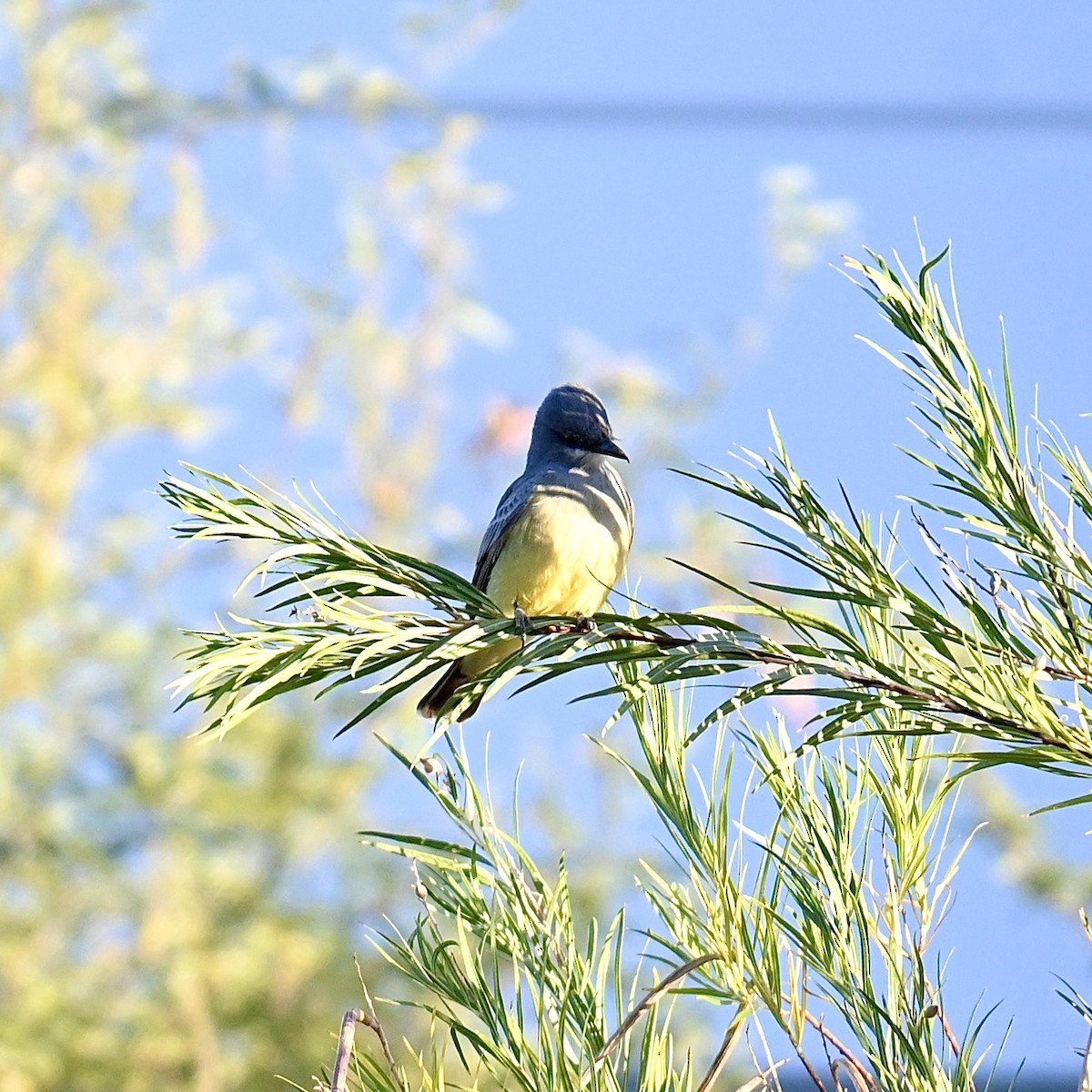 Cassin's Kingbird - Justin Riley