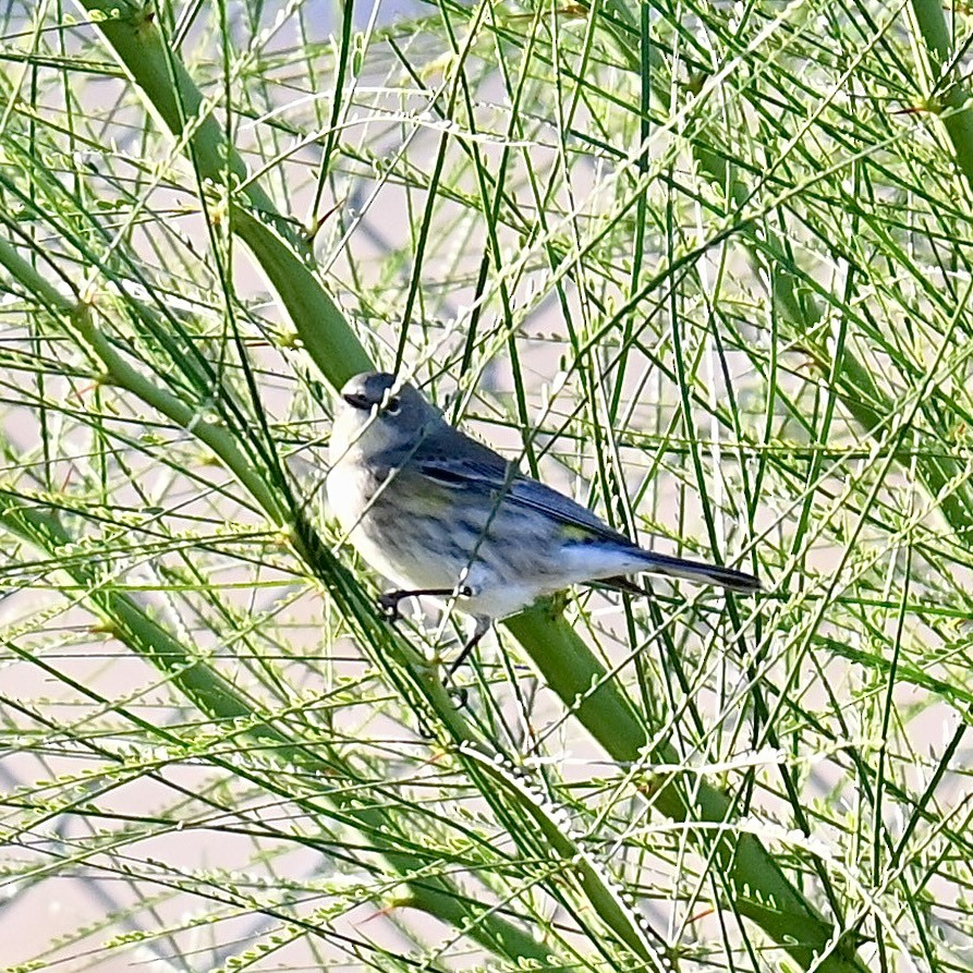 Yellow-rumped Warbler - Justin Riley