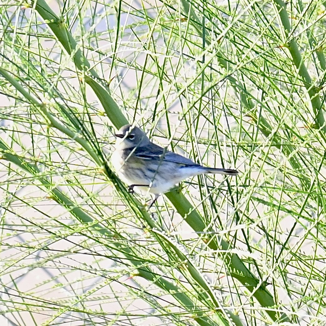 Yellow-rumped Warbler - Justin Riley