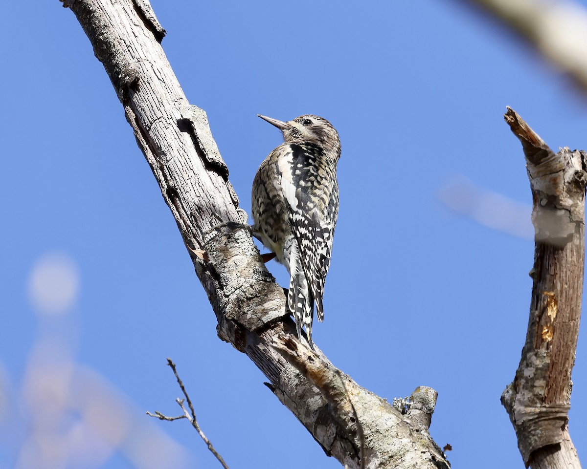 Yellow-bellied Sapsucker - ML611486277