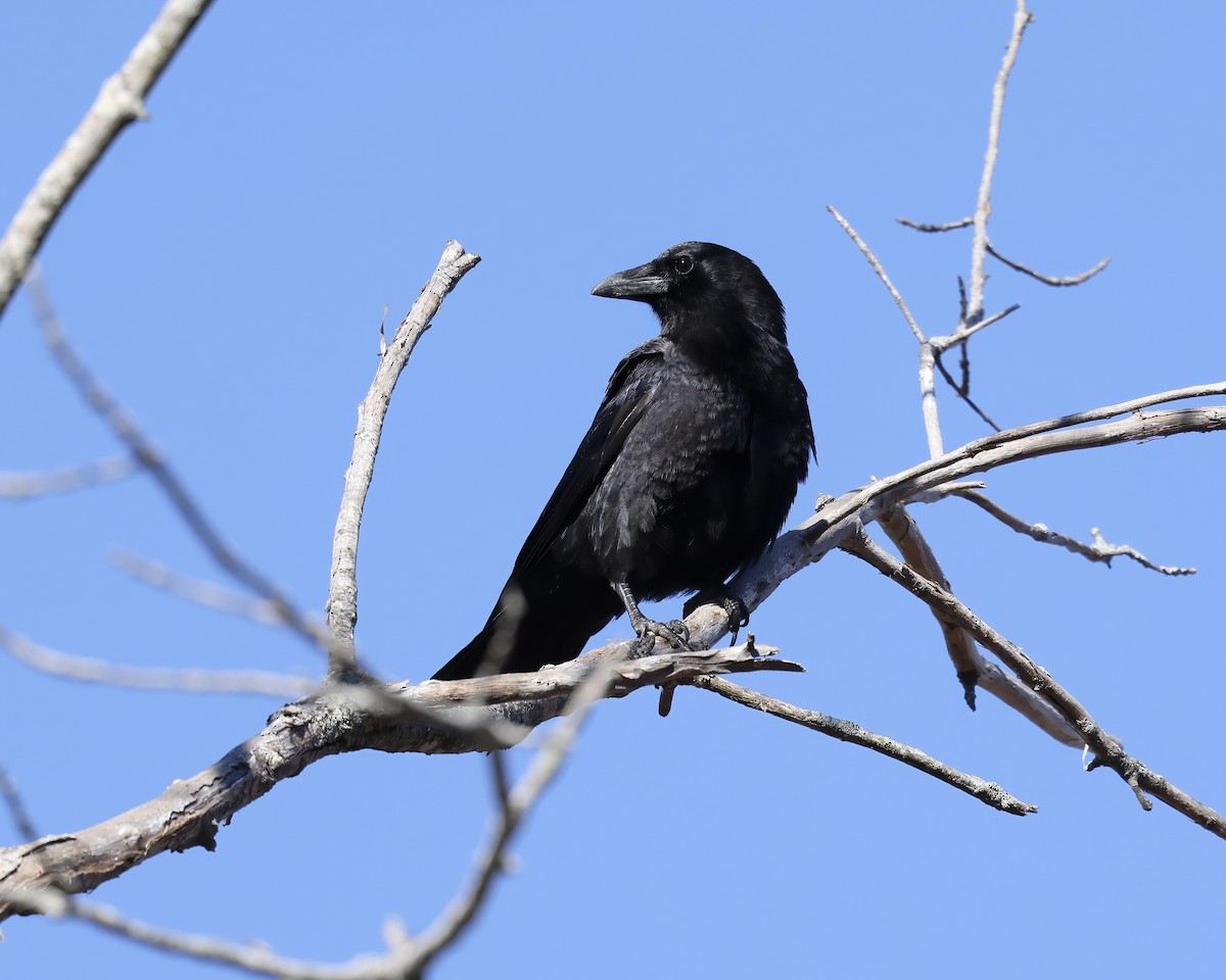 American Crow - ML611486282