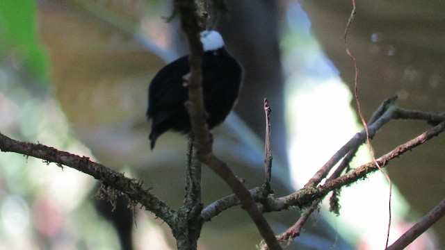 White-crowned Manakin - ML611486294