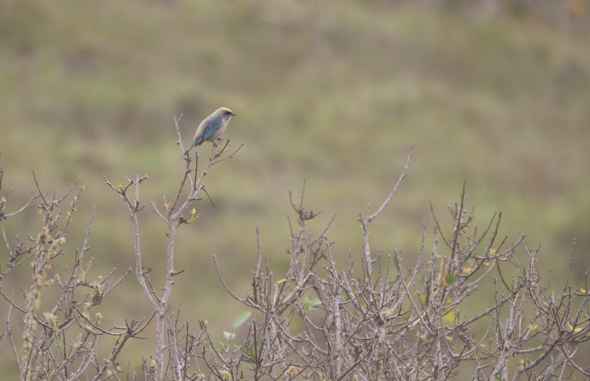 Green-capped Tanager - ML611486490