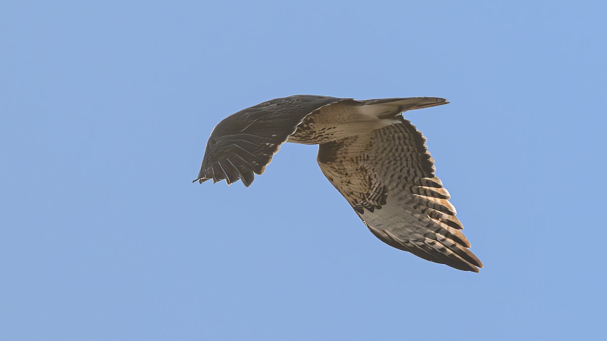 Red-tailed Hawk - Bruce Kennedy