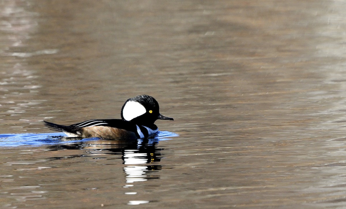 Hooded Merganser - Jyothish Nelson