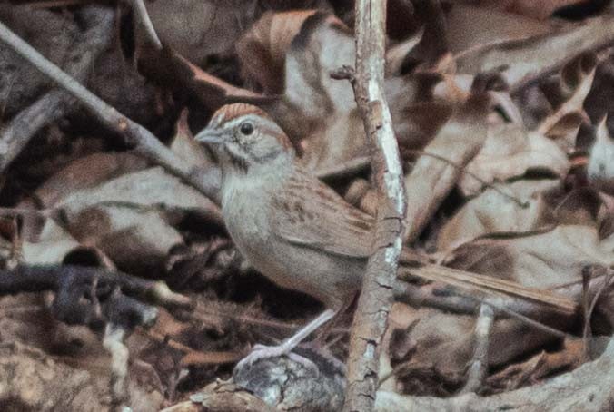 Rufous-crowned Sparrow - ML611486756