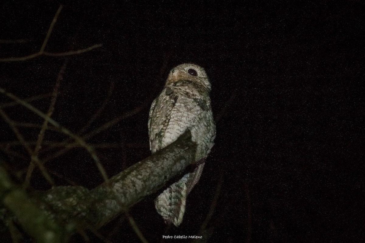 Great Potoo - Pedro Cabello Maleno