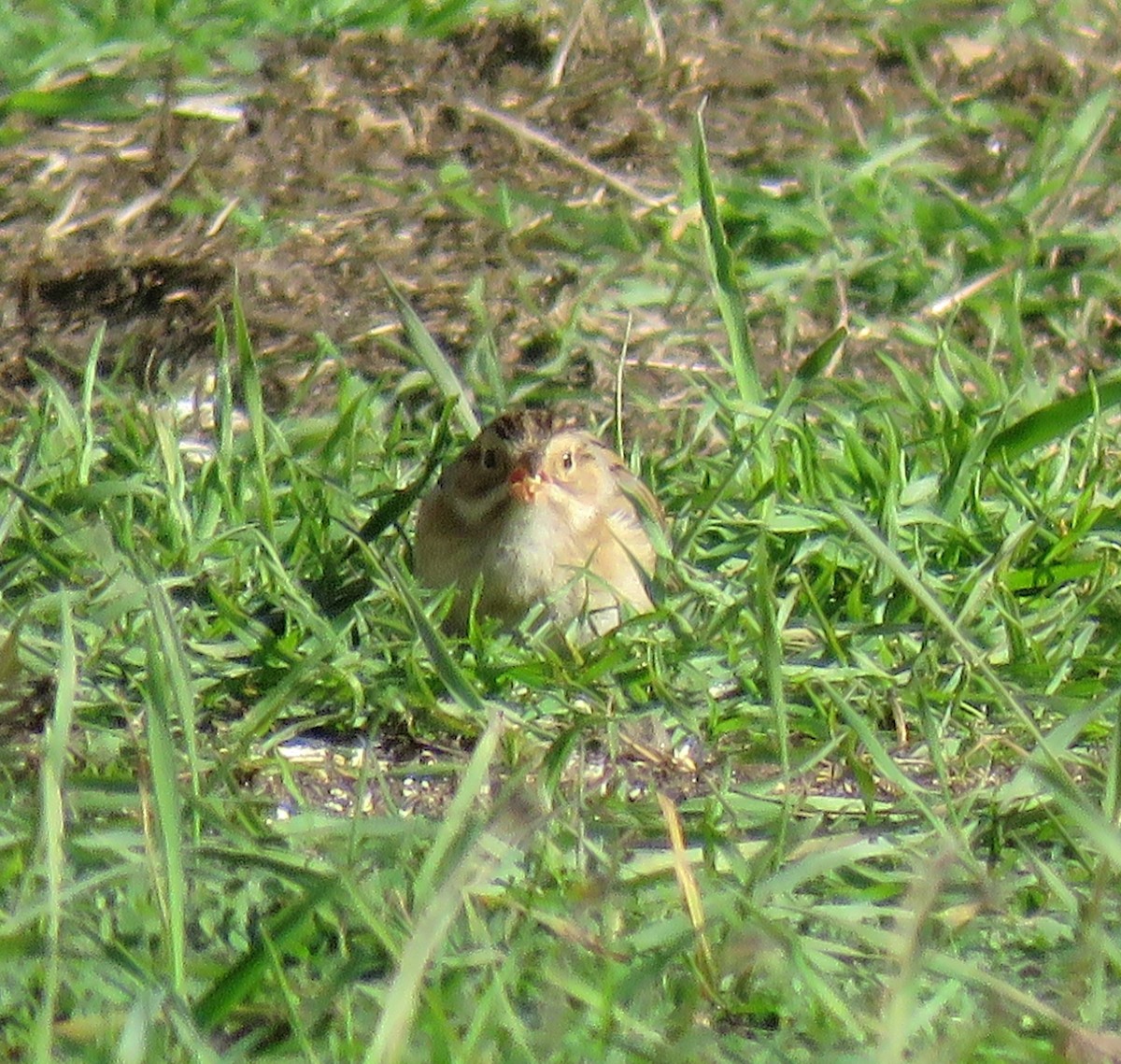 Clay-colored Sparrow - ML611486842