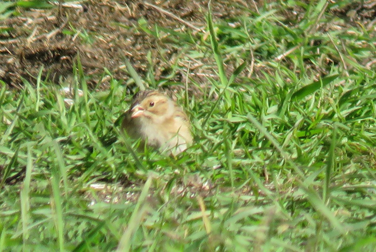 Clay-colored Sparrow - ML611486850