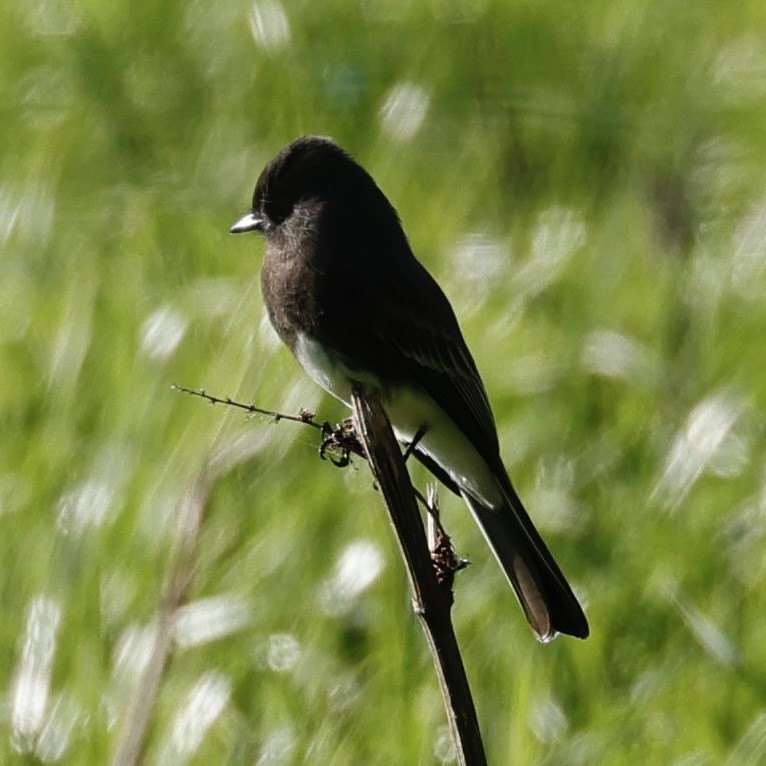 Black Phoebe - Elizabeth Kuehn