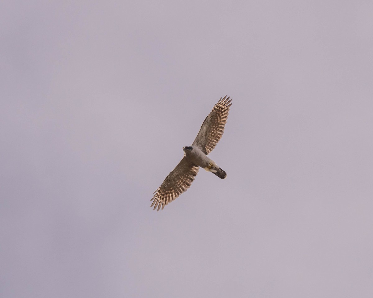 American Goshawk - ML611486889