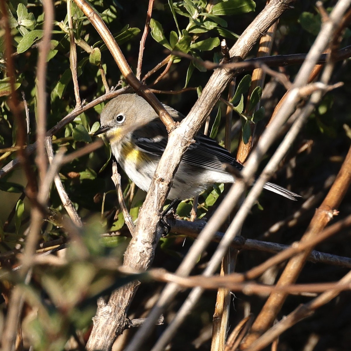 Yellow-rumped Warbler - ML611486909