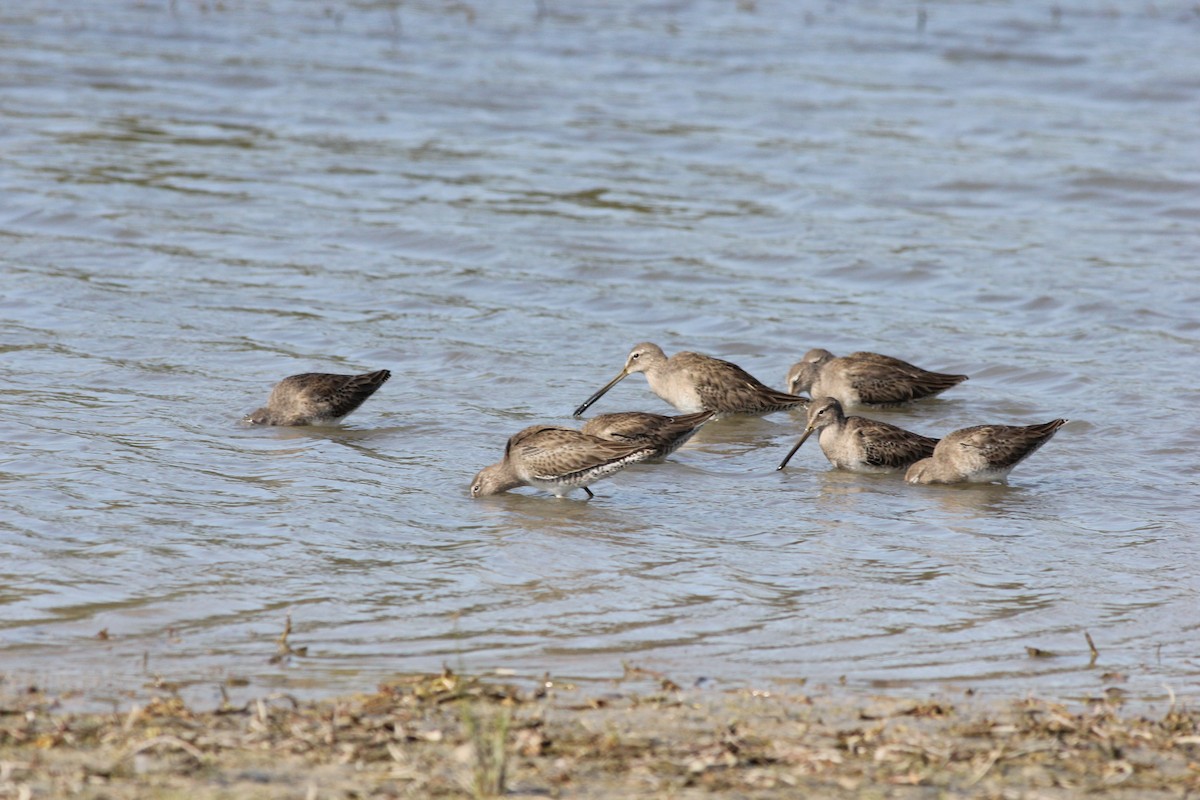Long-billed Dowitcher - ML611486946