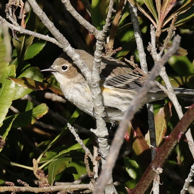 Yellow-rumped Warbler - Elizabeth Kuehn