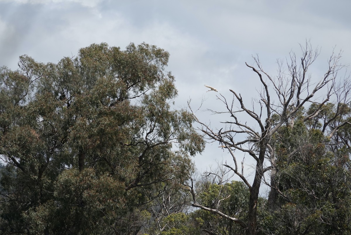 Yellow-billed Spoonbill - ML611487001