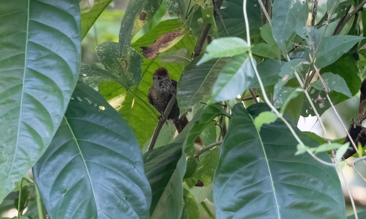 Scaled Spinetail - ML611487020