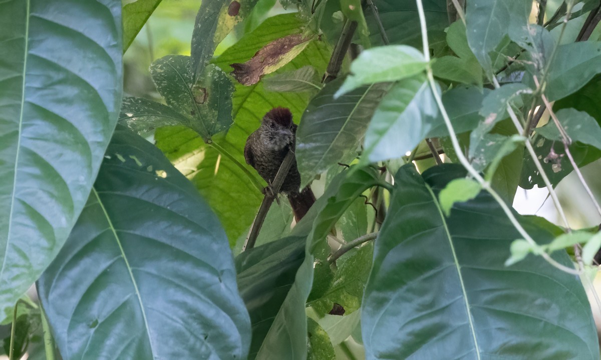 Scaled Spinetail - ML611487021