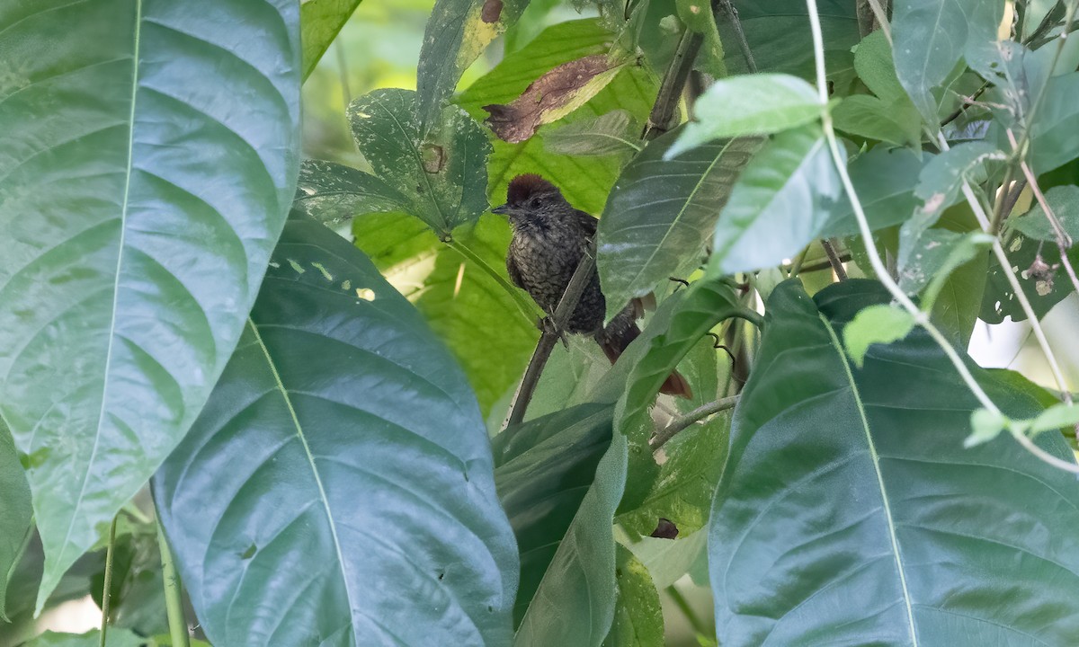 Scaled Spinetail - ML611487024