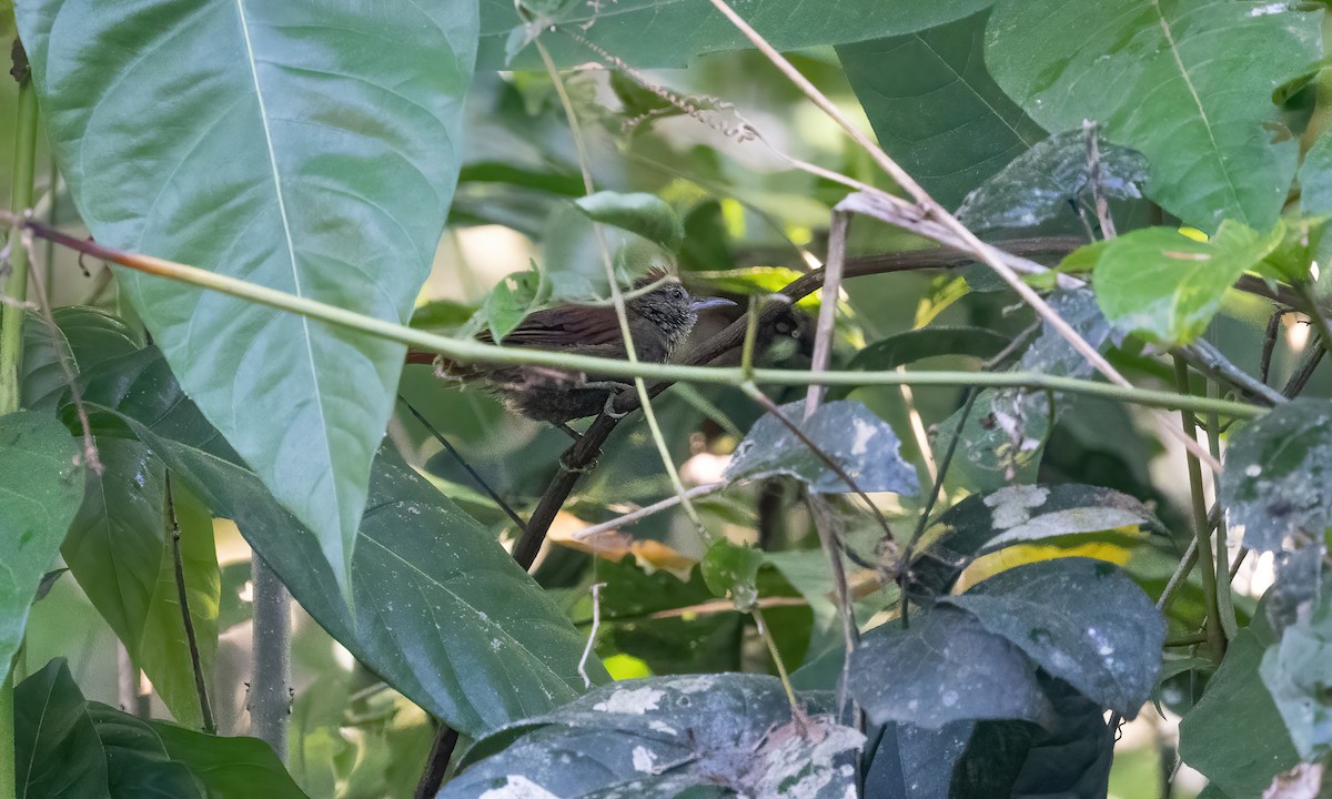 Scaled Spinetail - ML611487027