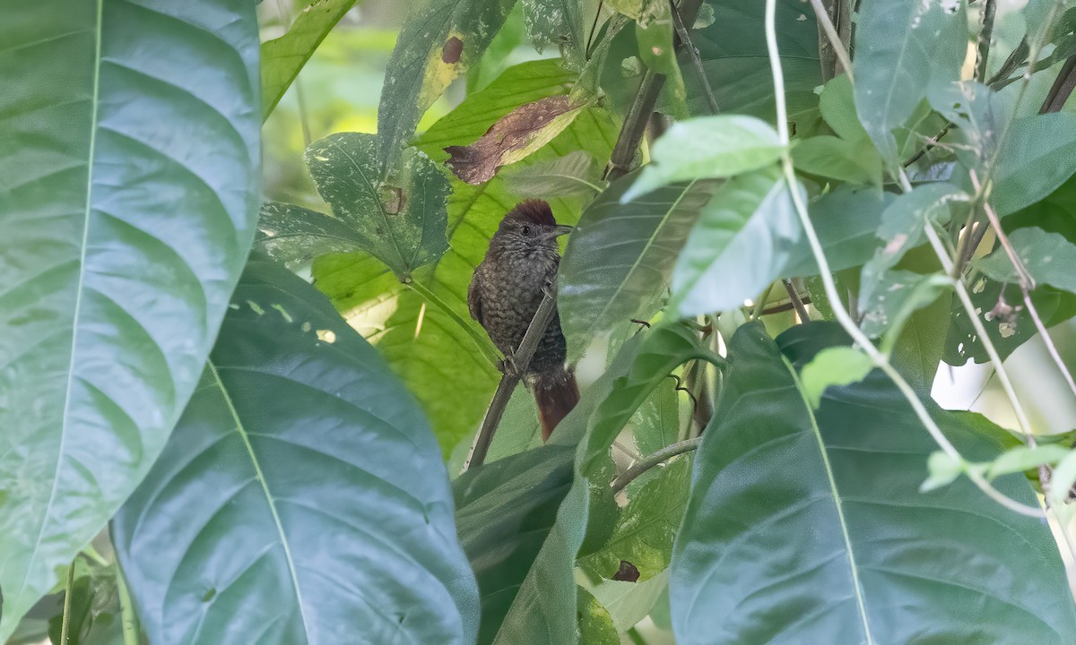 Scaled Spinetail - ML611487029