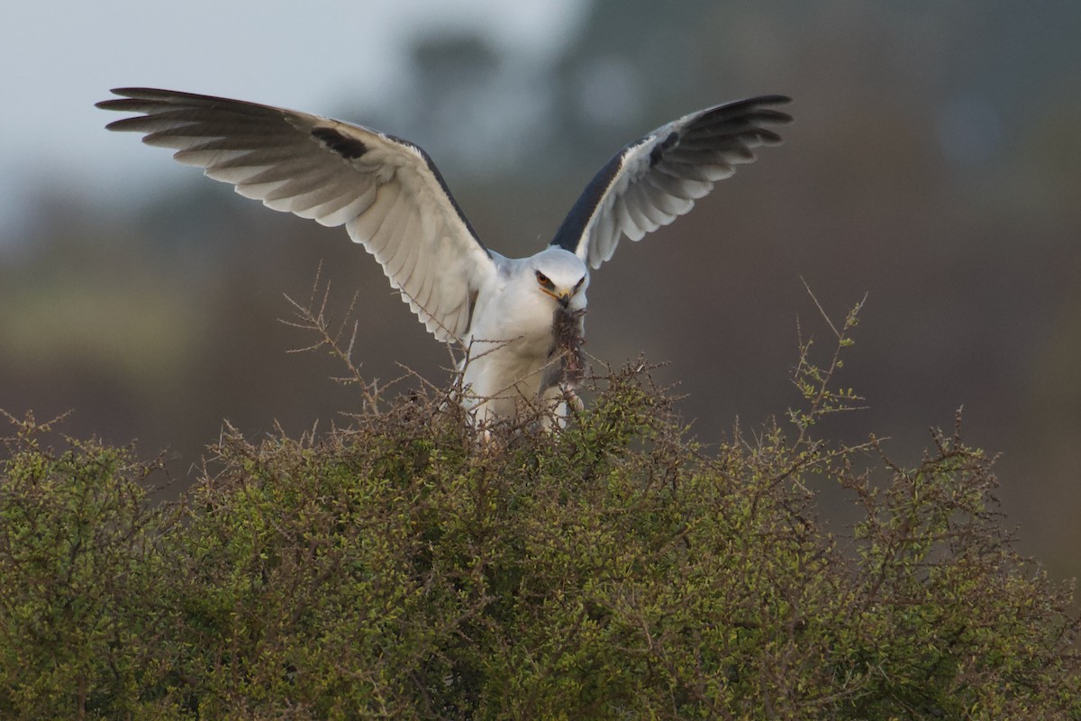 White-tailed Kite - Bridget Spencer