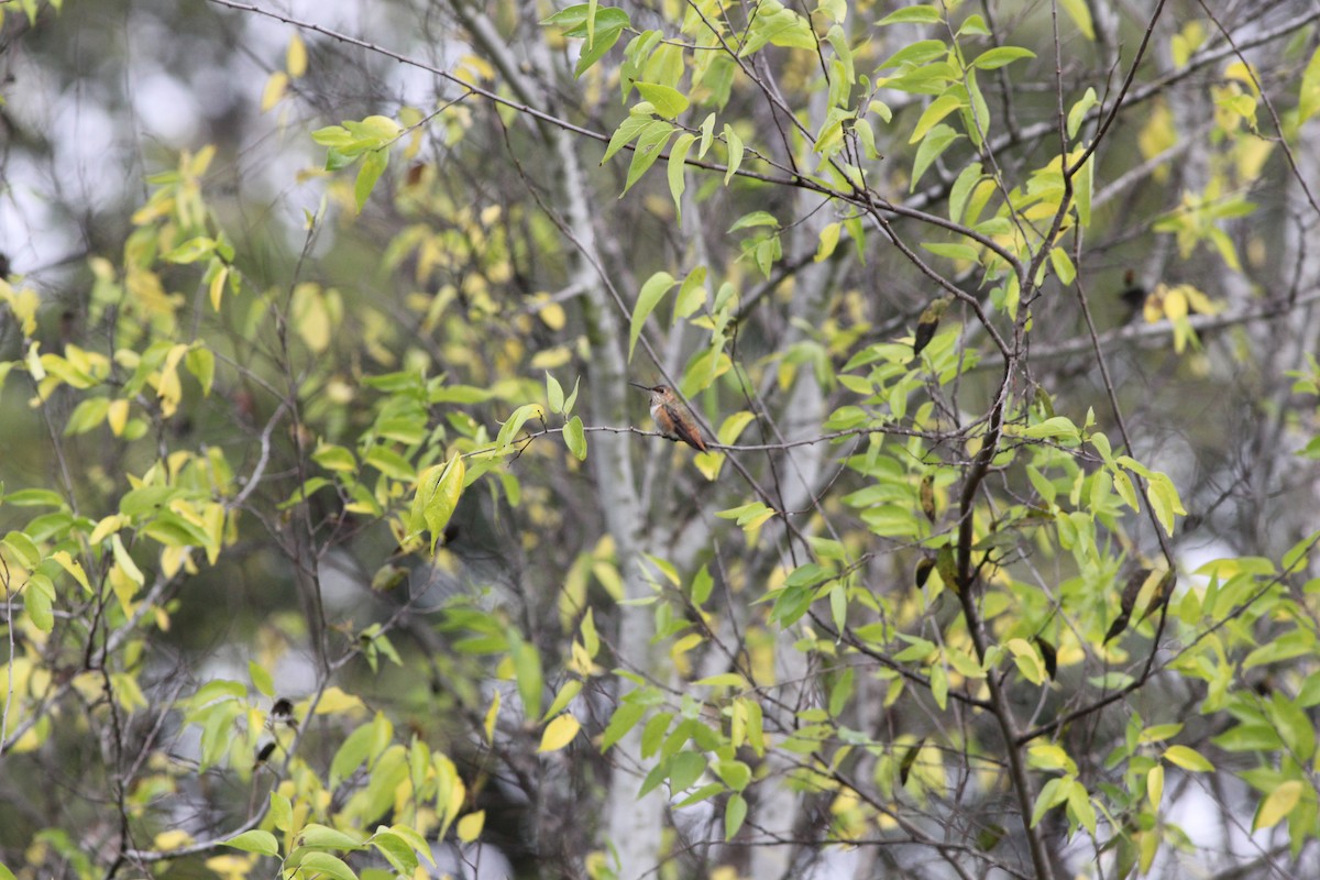 Rufous Hummingbird - ML611487100