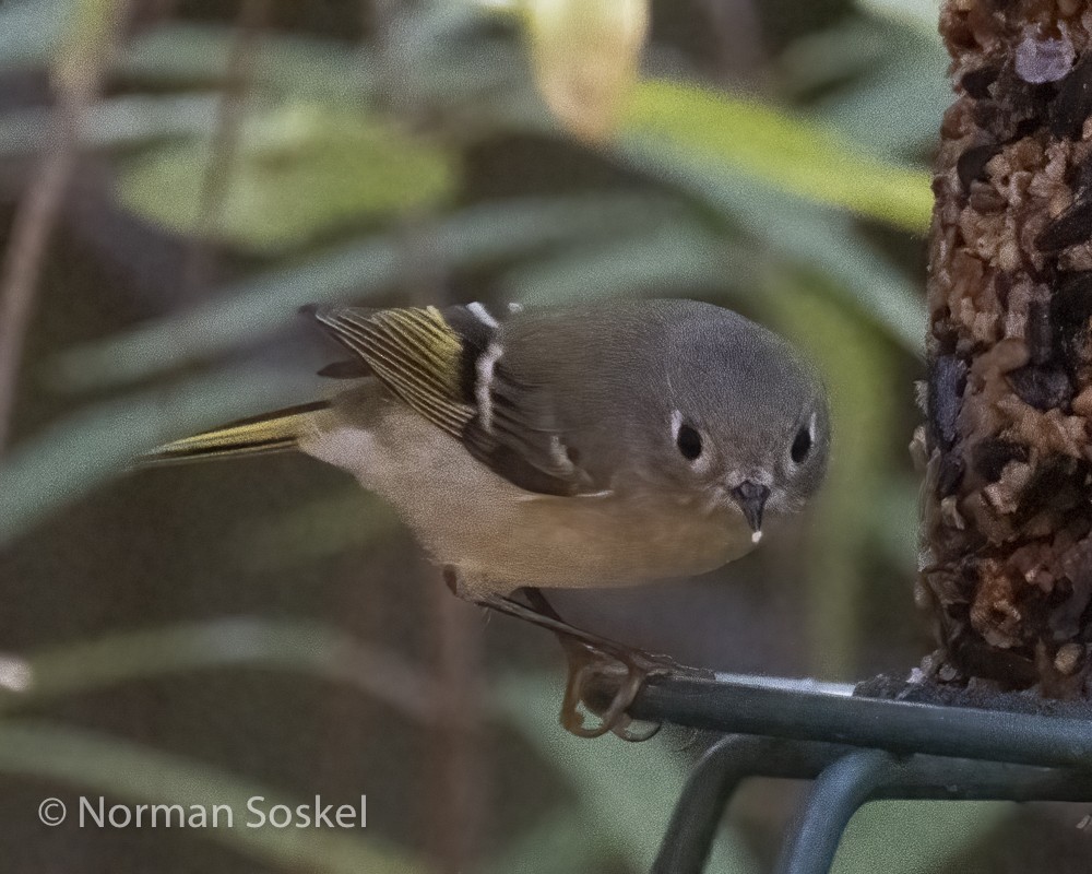 Ruby-crowned Kinglet - ML611487133