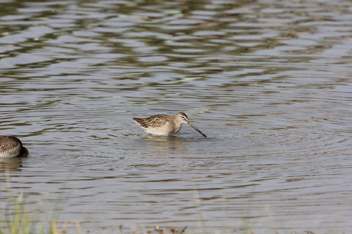 Long-billed Dowitcher - ML611487140