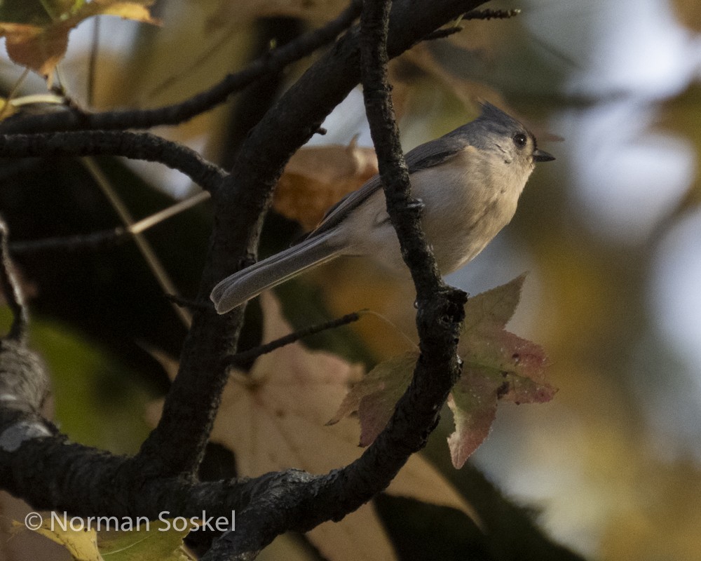 Tufted Titmouse - ML611487157