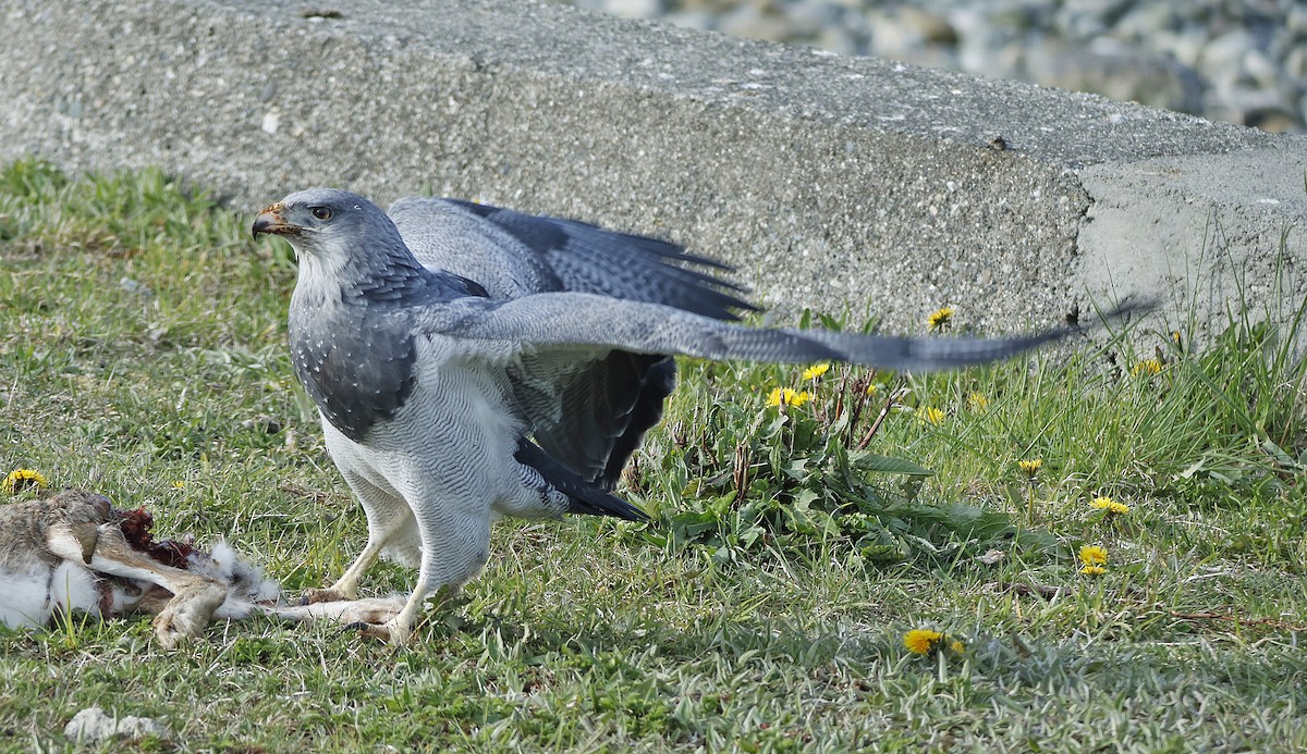 Black-chested Buzzard-Eagle - ML611487285